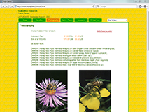 screen shot of honeybees.ca main postcards circa 2002